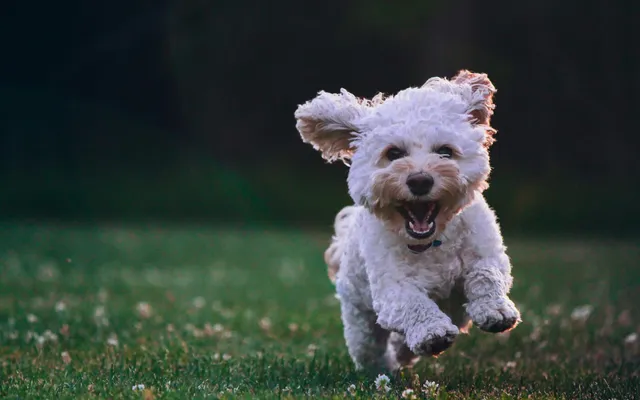 A fluffy white poodle-mix dog running happily across a lawn