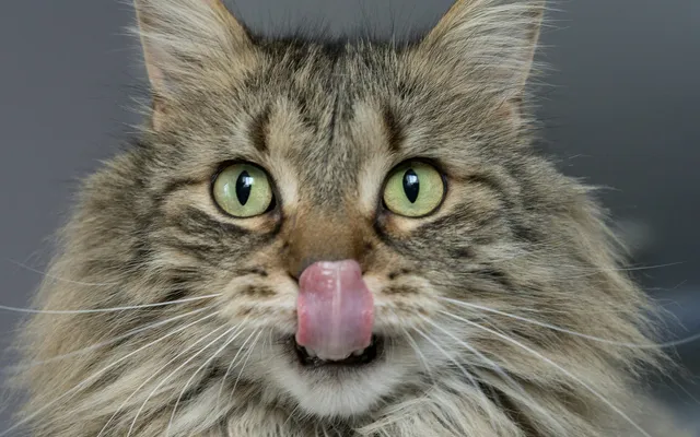 A tabby cat licking its lips in close-up