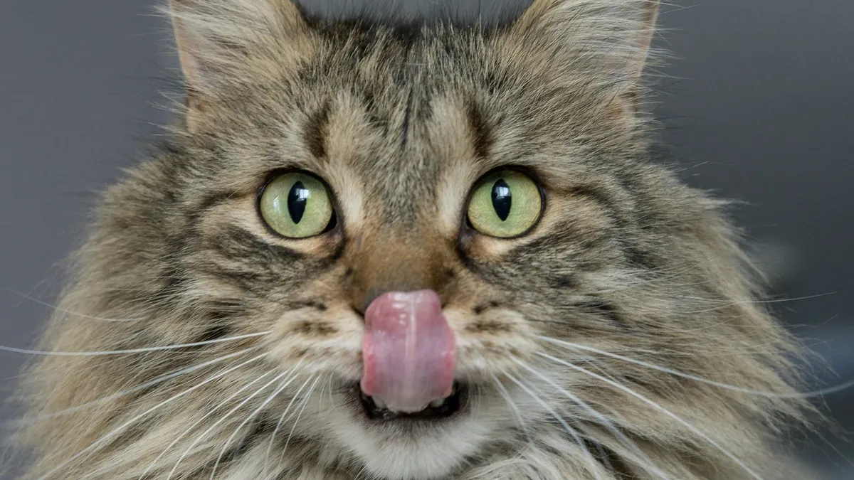 A tabby cat licking its lips in close-up
