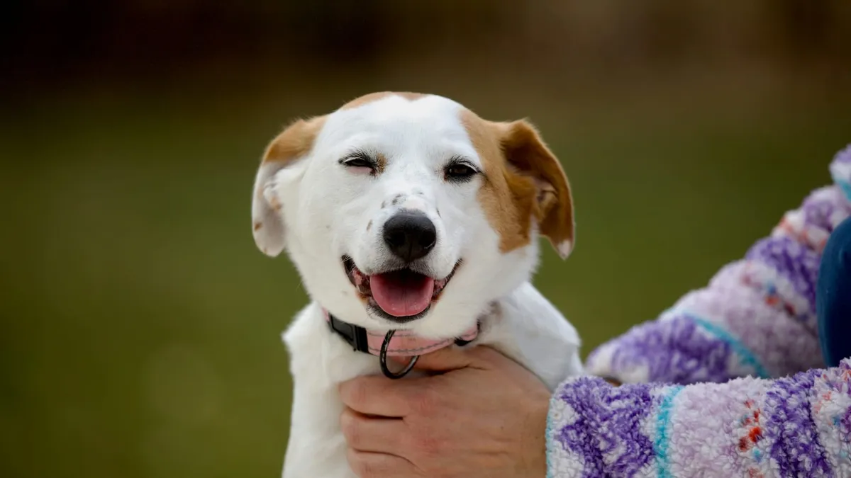A small Jack Russell terrier looking up expectantly while being held