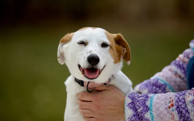 A small Jack Russell terrier looking up expectantly while being held