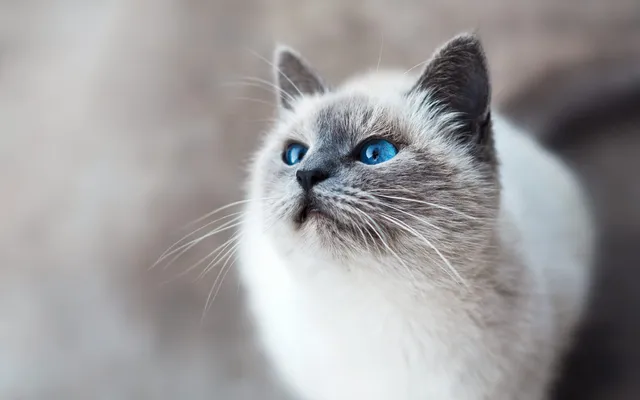 A grey and white cat with blue eyes