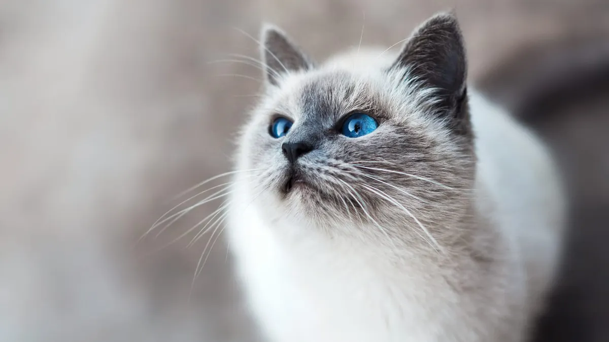A grey and white cat with blue eyes