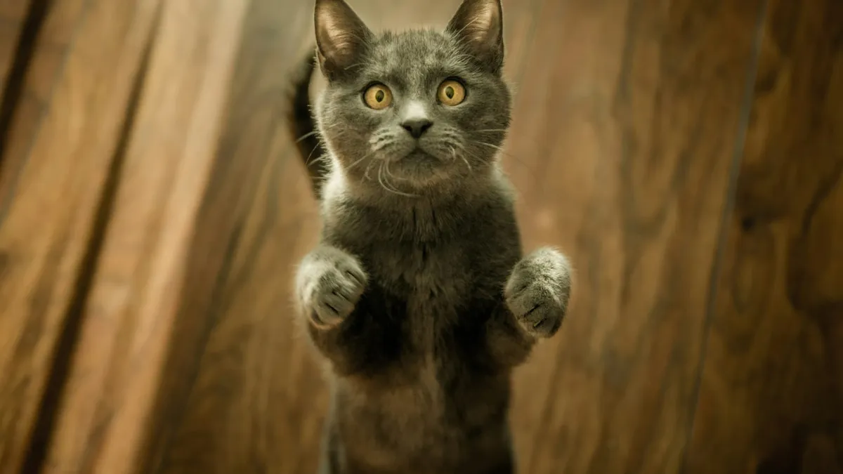A curious grey kitten standing on its hind legs
