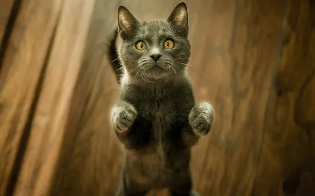 A curious grey kitten standing on its hind legs