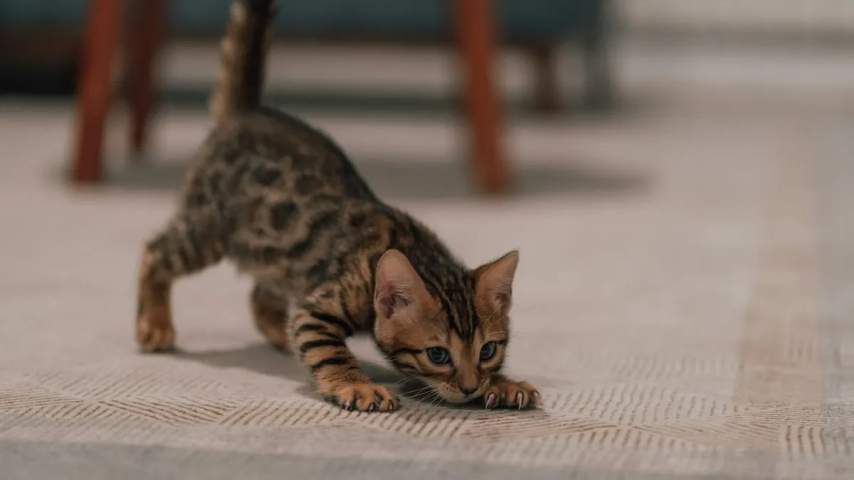 A small kitten walking across a carpet in a new home