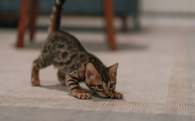 A small kitten walking across a carpet in a new home