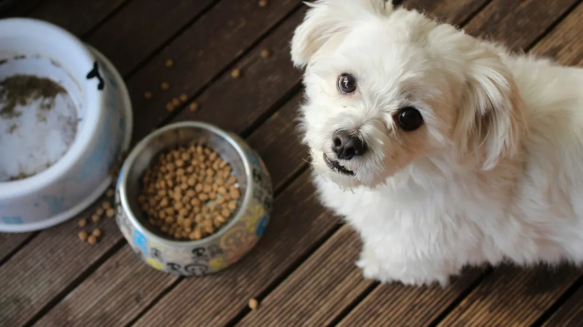 A small white low-shedding dog beside its food bowls
