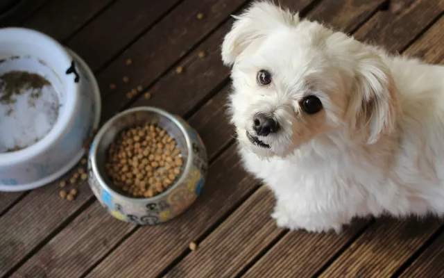 A small white low-shedding dog beside its food bowls