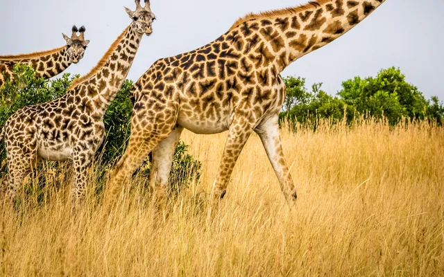 A giraffe standing in open country