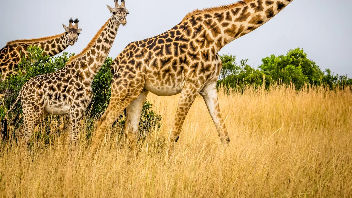 A giraffe standing in open country
