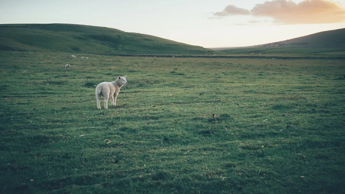 A sheep standing in a green field
