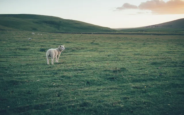 A sheep standing in a green field