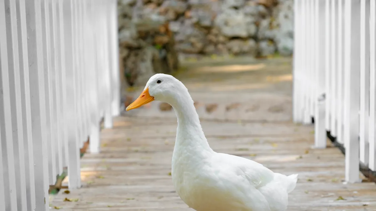 A domestic duck standing outdoors on a farm