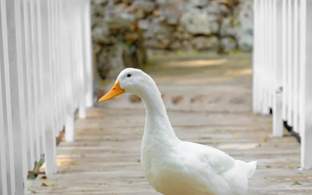 A domestic duck standing outdoors on a farm