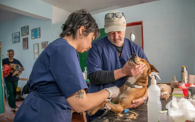 A puppy being gently examined during a check-up