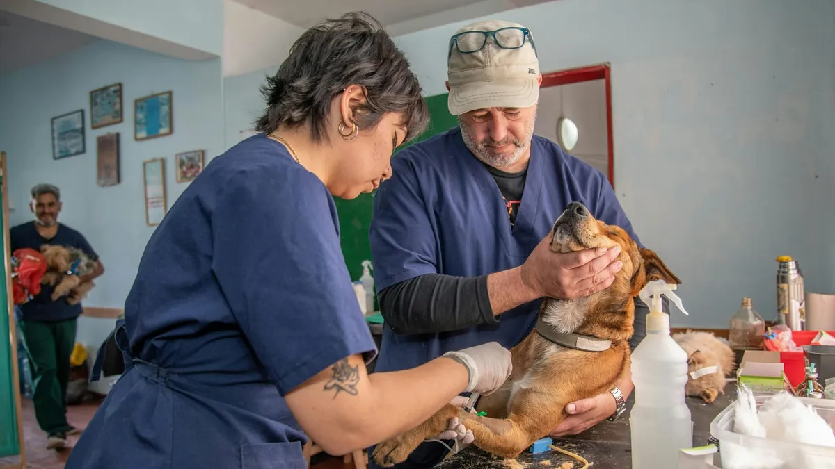A puppy being gently examined during a check-up