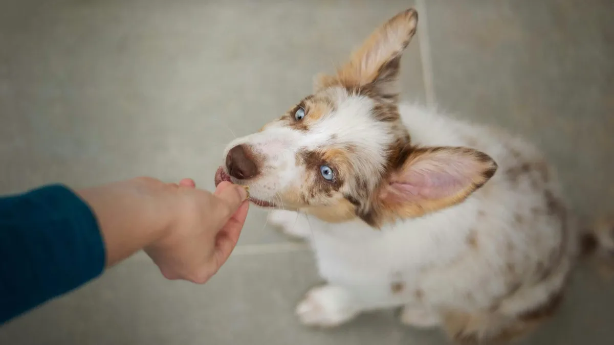 A person offering a piece of fresh food to a dog by hand
