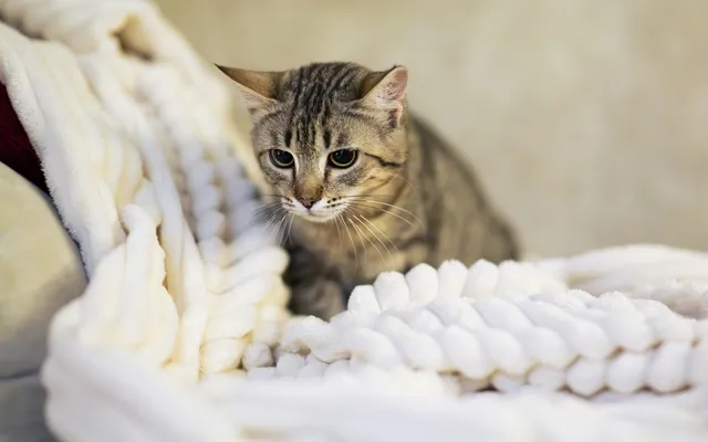 A relaxed cat kneading a soft blanket in a cozy room