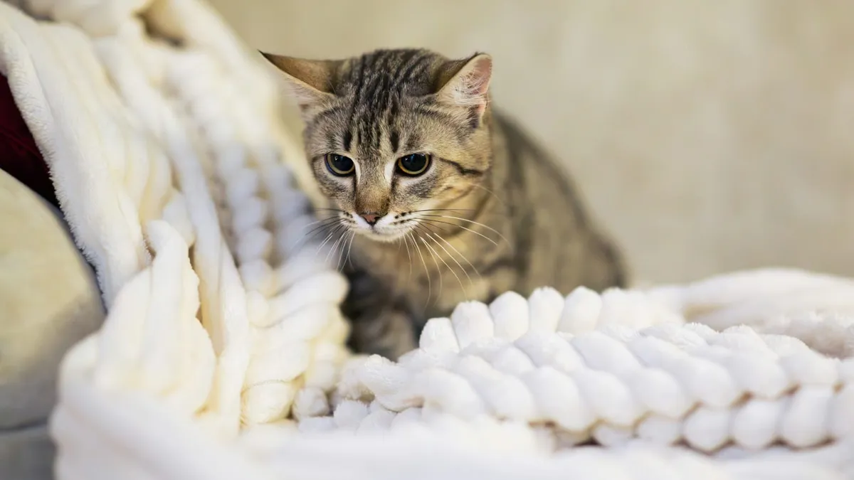 A relaxed cat kneading a soft blanket in a cozy room