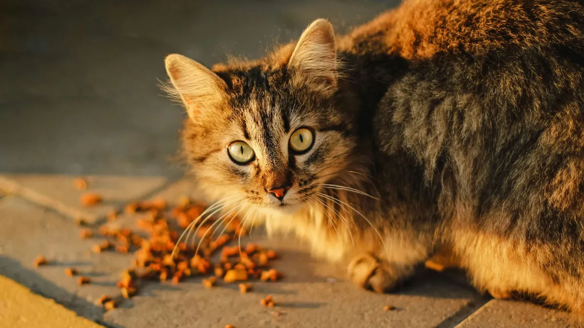 A tabby cat eating kibble from the floor in warm evening light