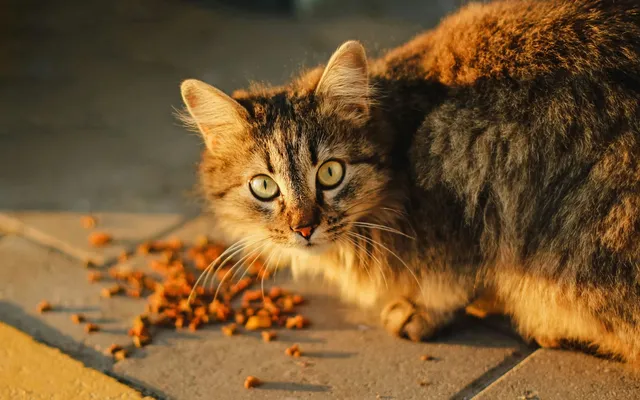 A tabby cat eating kibble from the floor in warm evening light