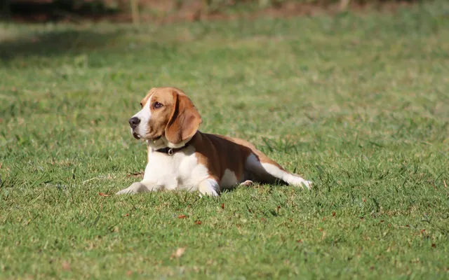 A beagle lying calmly on grass, resting quietly