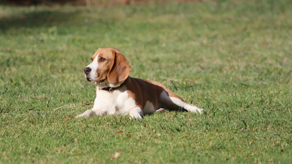 A beagle lying calmly on grass, resting quietly