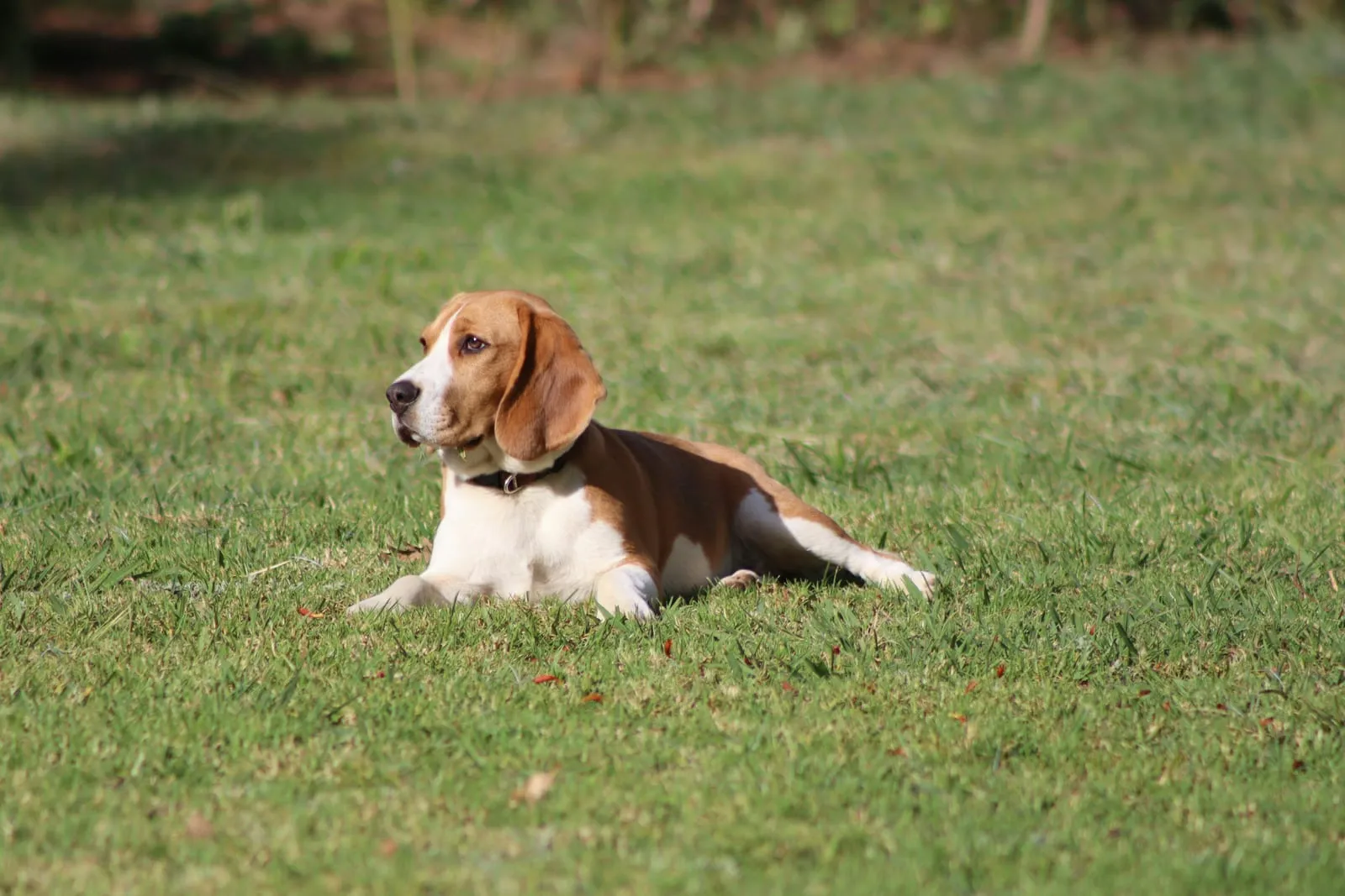 A Beagle lying on grass outdoors