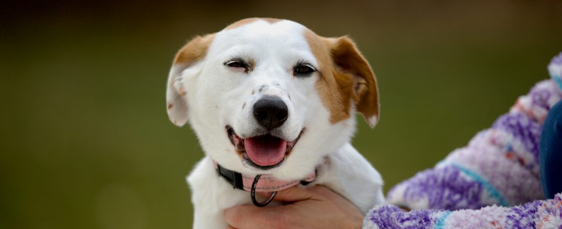 How Does Pet Insurance Work? A Step-by-Step Guide for 2026